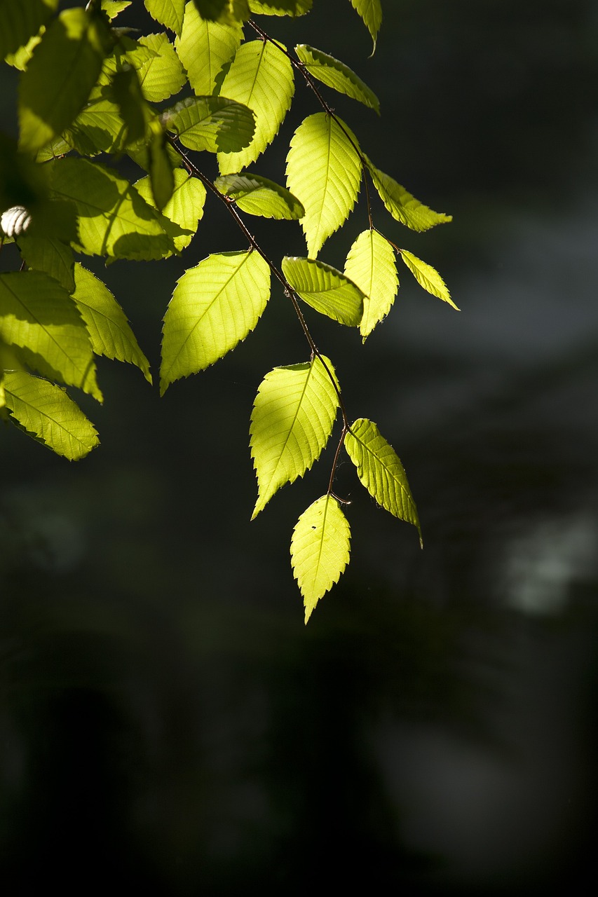 nature, tree, backlight-2513135.jpg